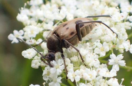 Réf. 210 459 : Pachytodes cerambyciformis